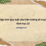 Bài Tập Tính Quy Luật Của Hiện Tượng Di Truyền – Sinh Học 12