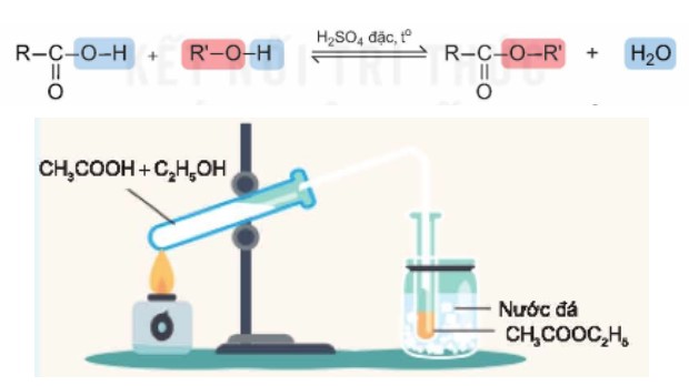 điều chế ester