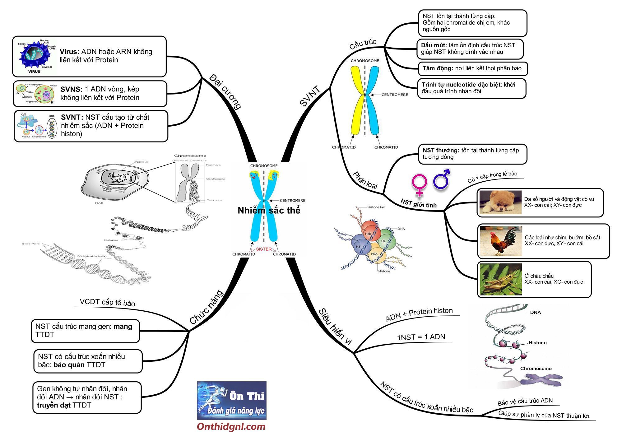 sơ đồ tư duy nhiễm sắc thể