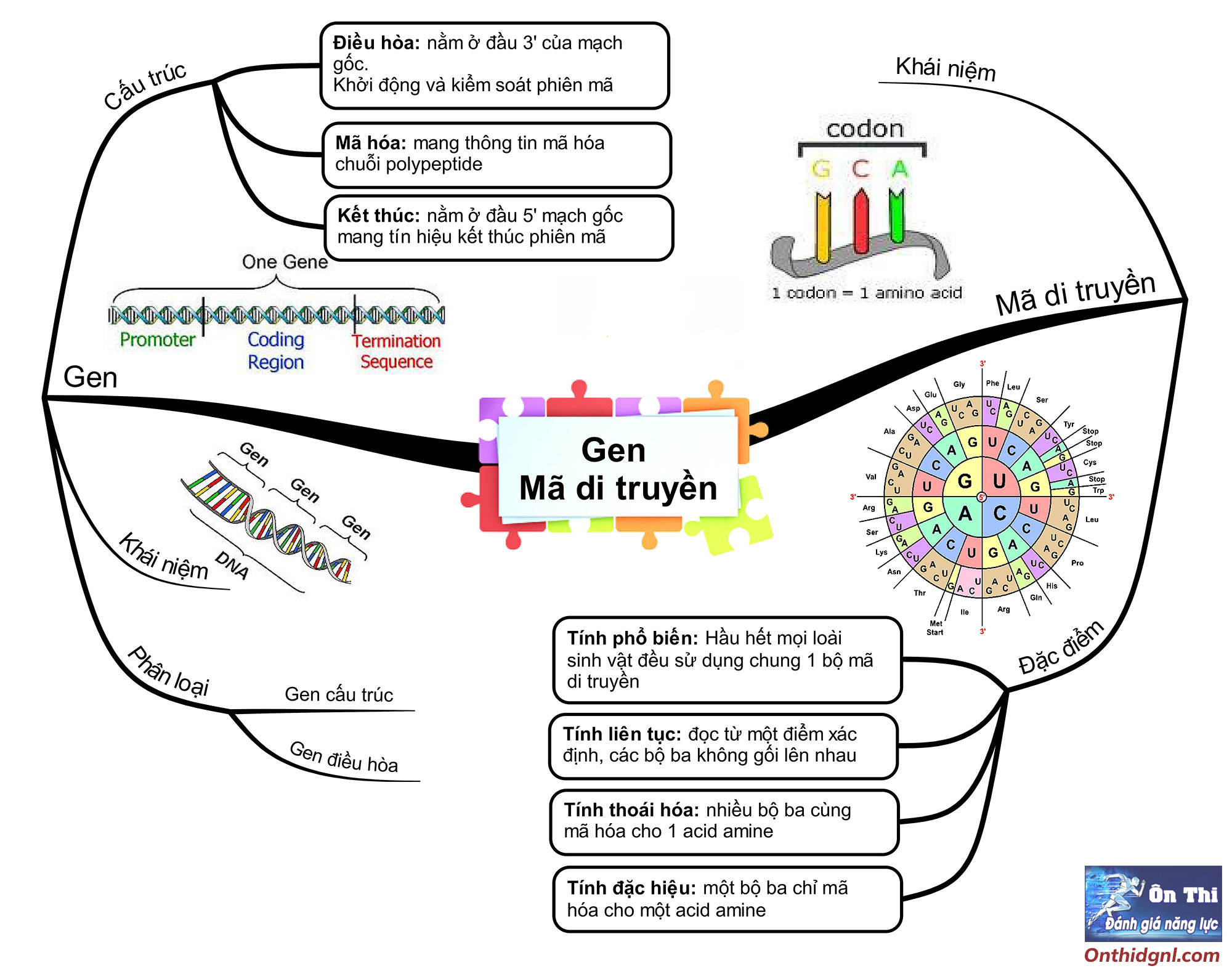 sơ đồ tư duy Gen Mã di truyền