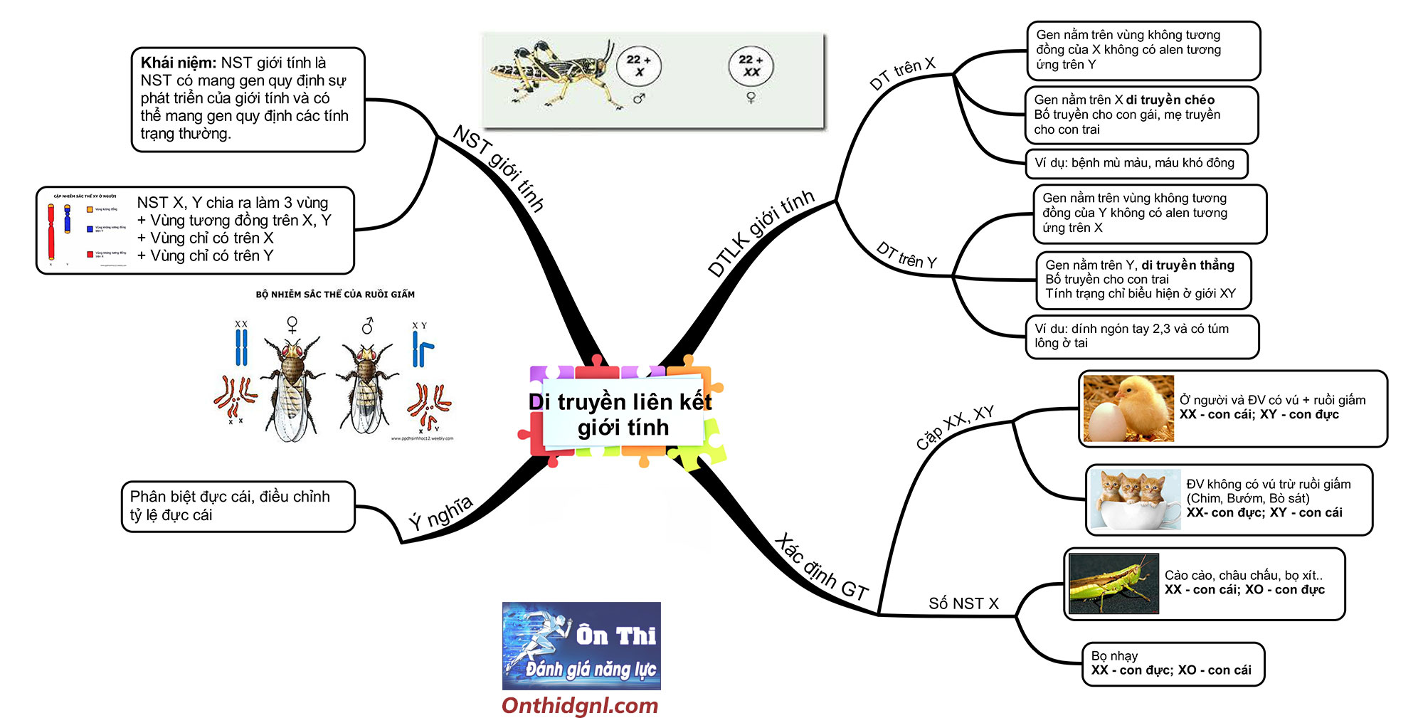 sơ-đồ-tư-duy di truyền liên kết giới tính