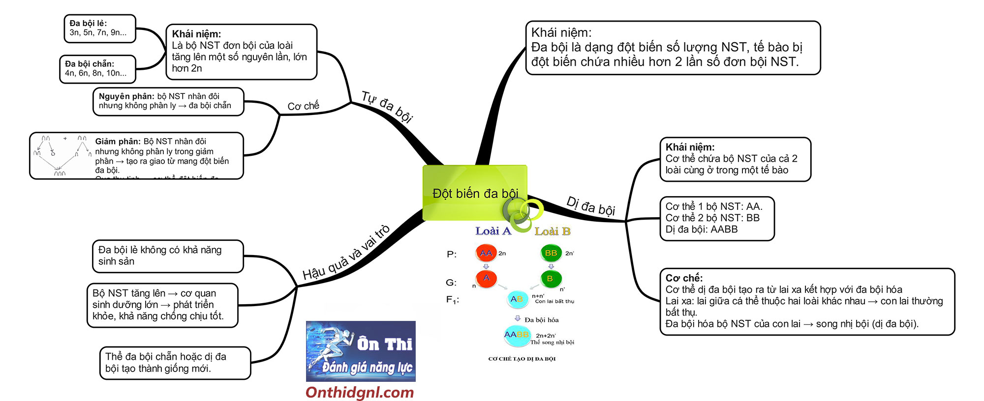 sơ đồ tư duy đột biến đa bội