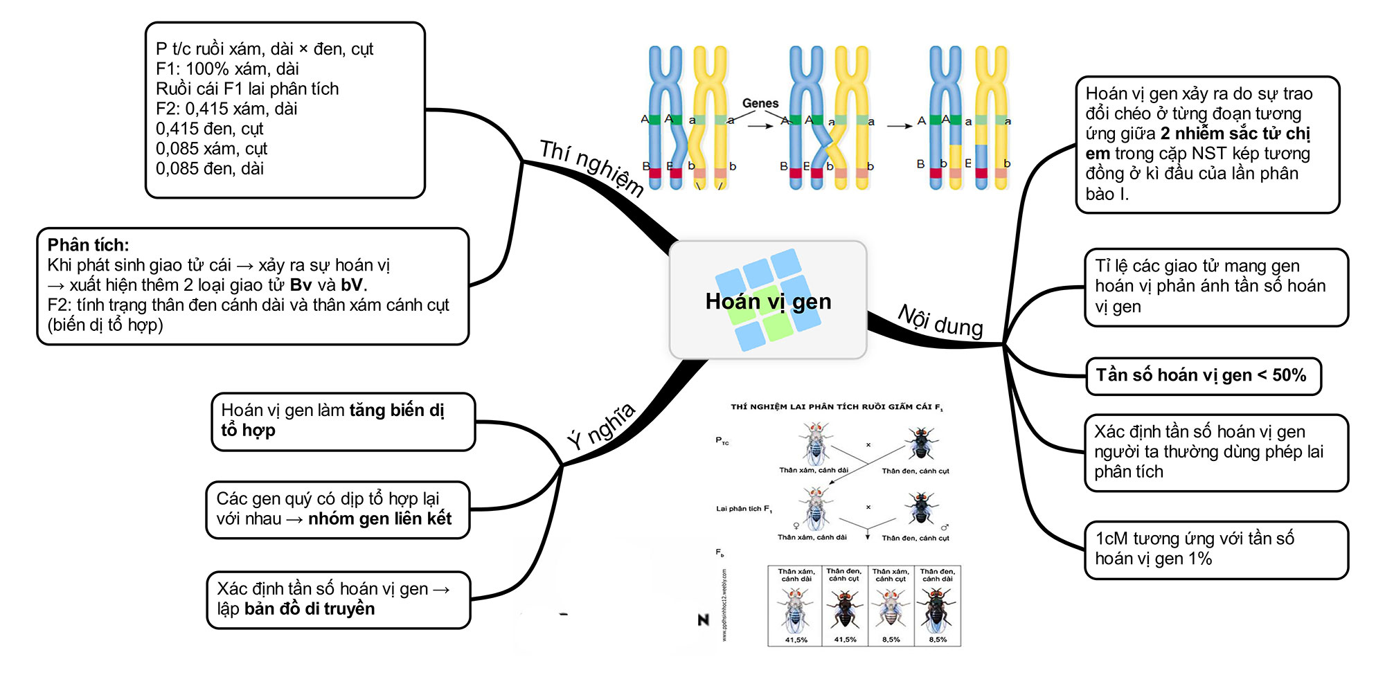 sơ-đồ-tư-duy hoán vị gen