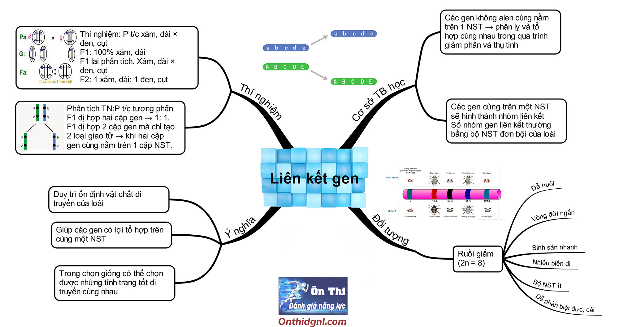 sơ-đồ-tư-duy liên kết gen