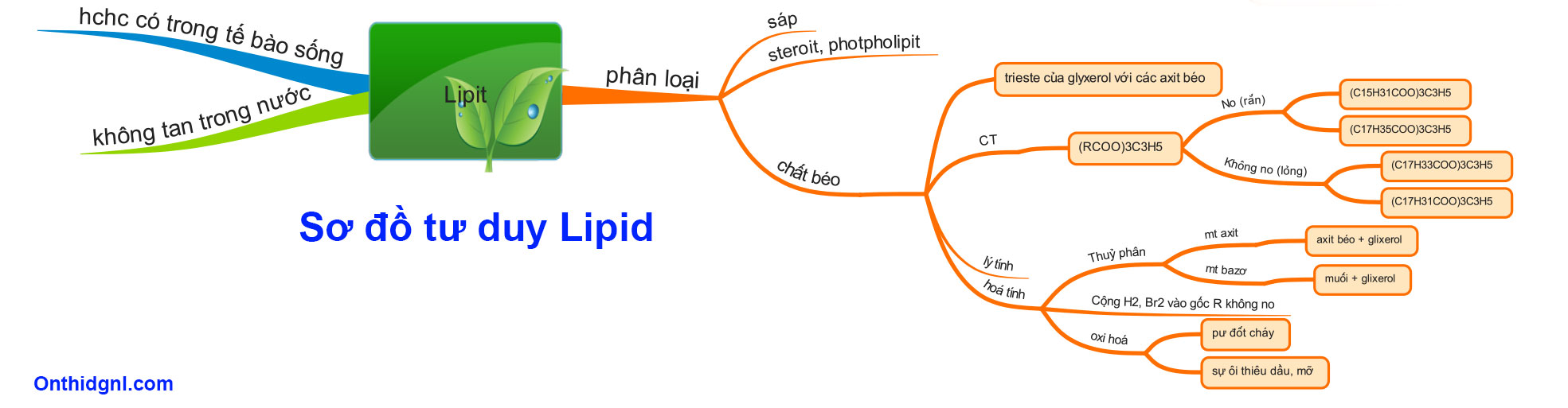 Sơ đồ tư duy Lipid