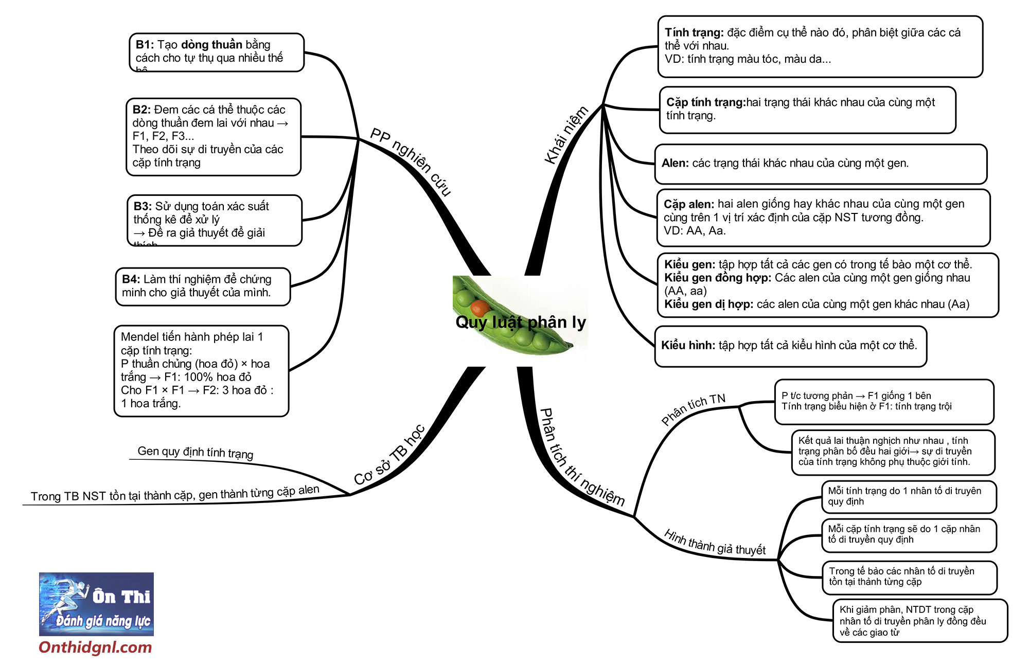sơ đồ tư duy quy luật phân ly sinh