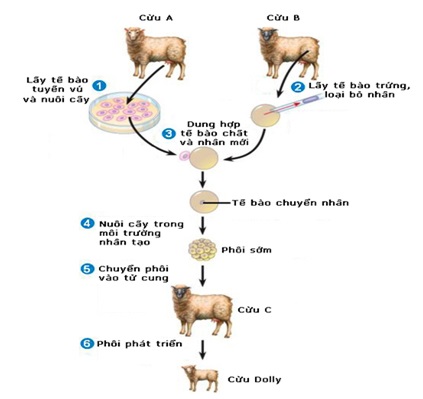 phương pháp nhân bản vô tính ở động vật