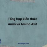 Kiến Thức Amin Và Amino Axit