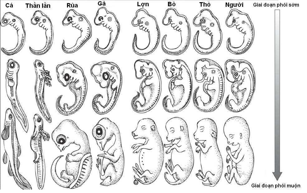 Bằng chứng phôi sinh học