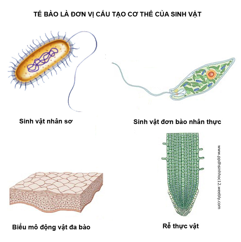 Bằng chứng tế bào học