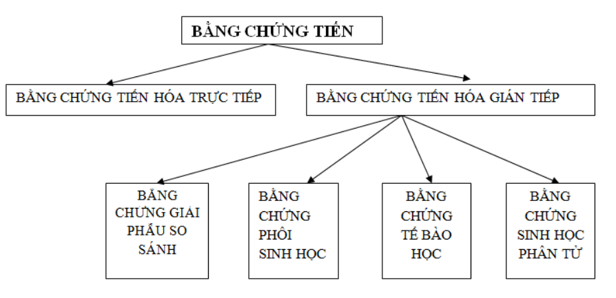 Bằng chứng tiến hóa