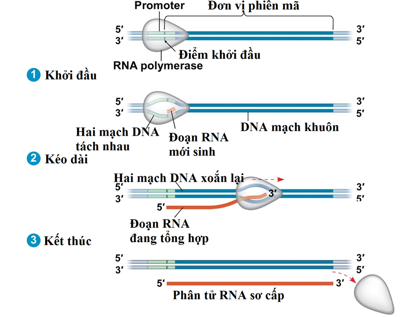 Cơ chế phiên mã