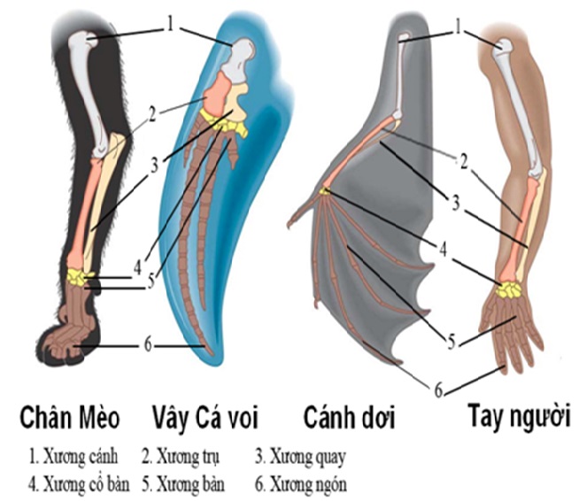 Cơ quan tương ứng