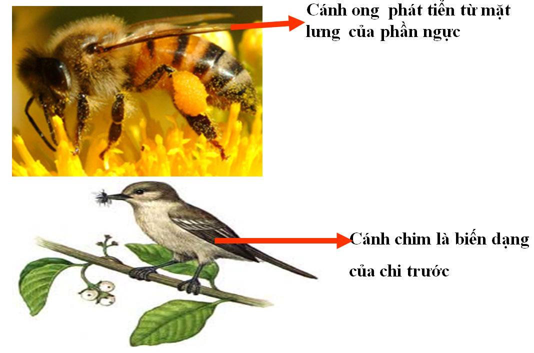 Cơ quan tương tự