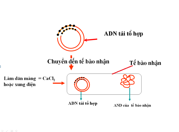 phương pháp tạo adn tái tổ hợp