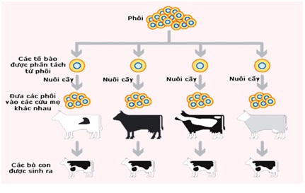 Phương pháp truyền phôi