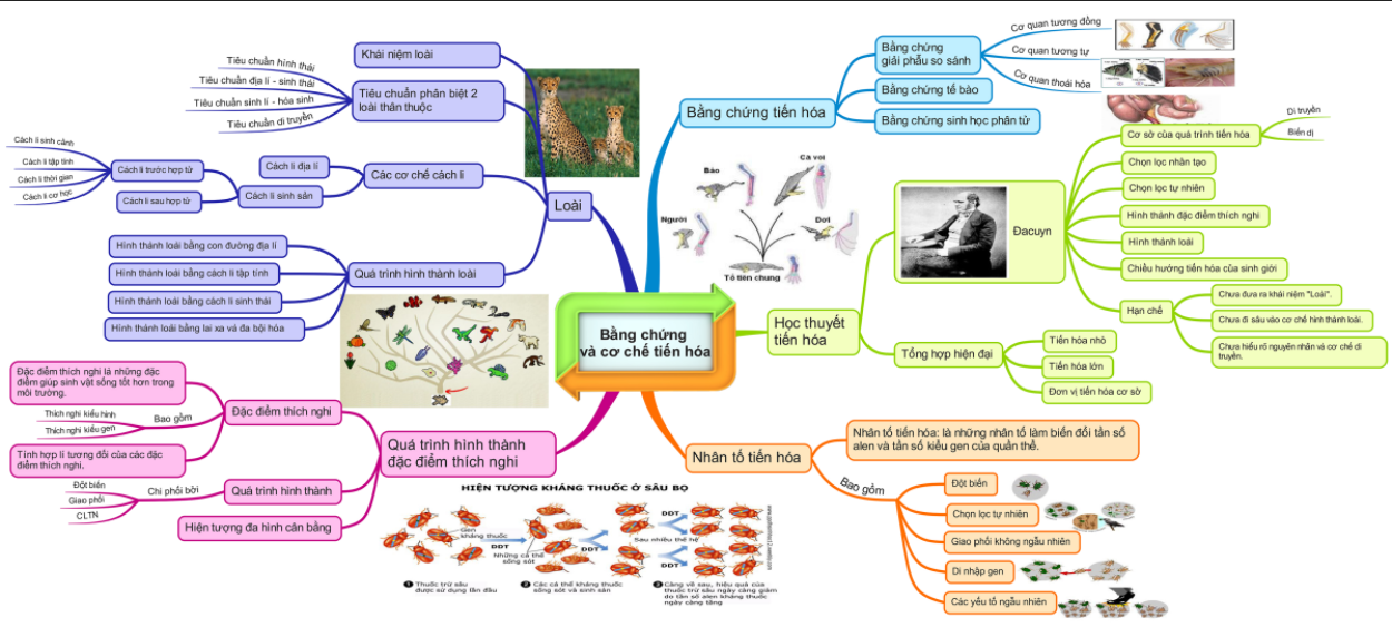 Sơ đồ tư duy di truyền sinh học 12