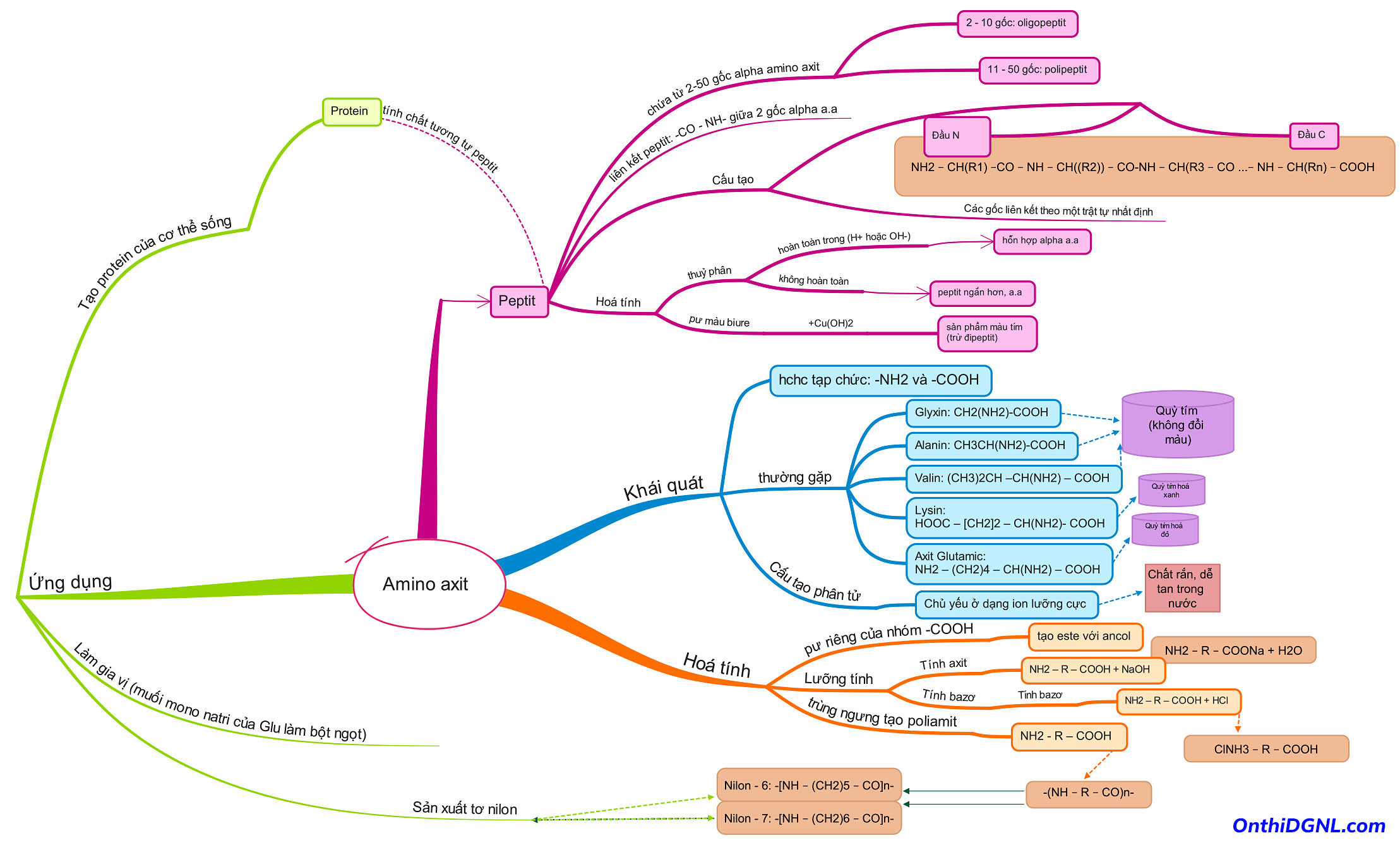 Sơ đồ tư duy Amin Và Amino Axit