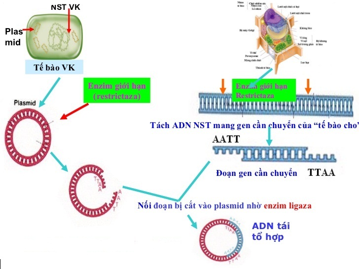 phương pháp tạo adn tái tổ hợp