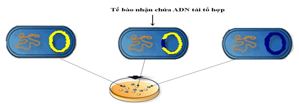 phương pháp tạo adn tái tổ hợp